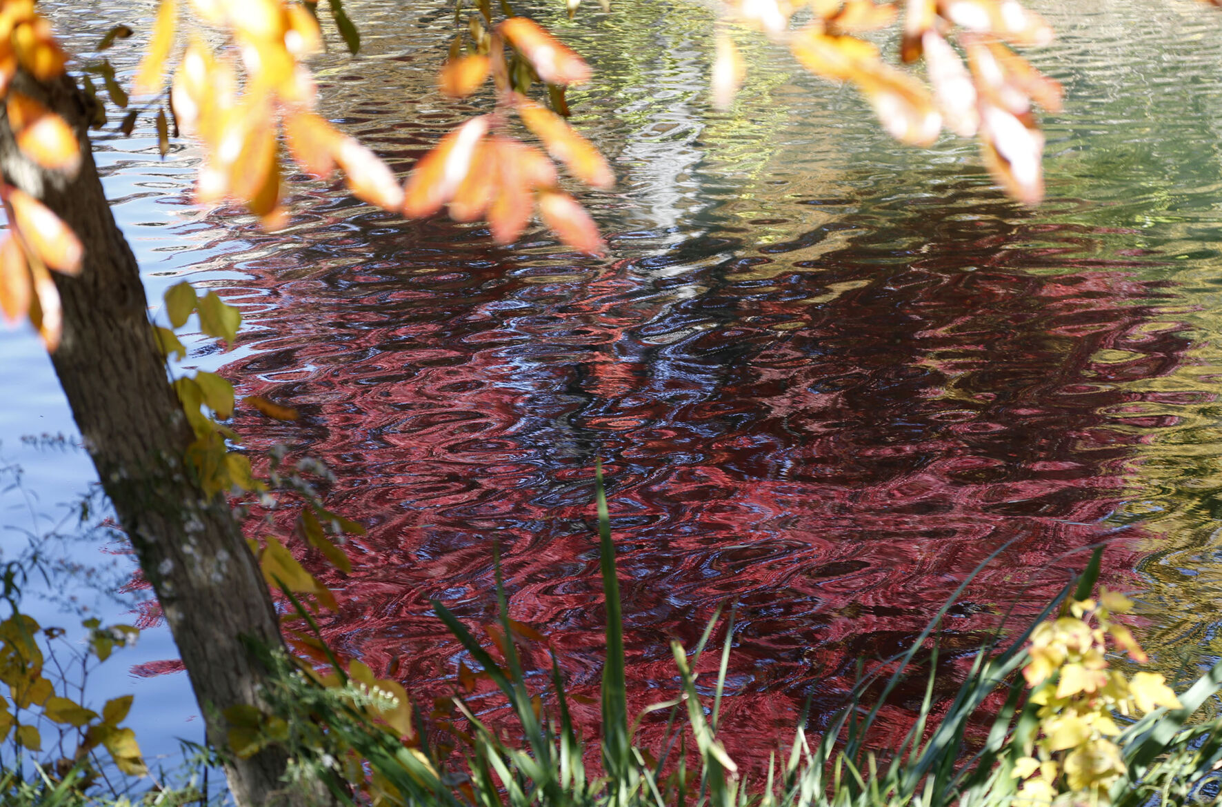 Fall Foliage